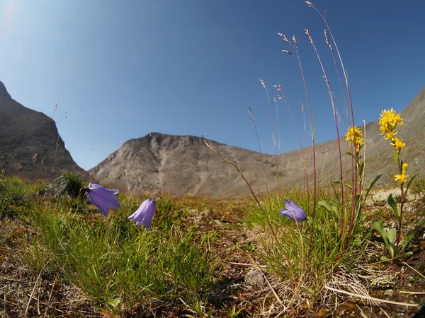 Bell fleurs montagnes — Photo