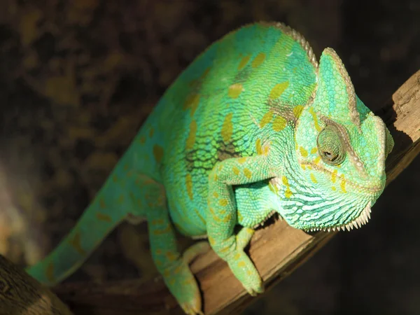 Zelený chameleon — Stock fotografie