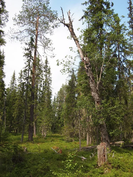 Foresta — Foto Stock