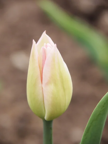 Hermosas flores —  Fotos de Stock