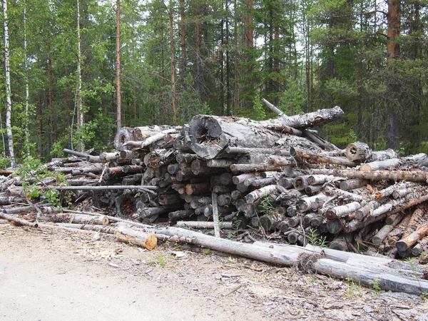 Troncos cortados en un bosque —  Fotos de Stock