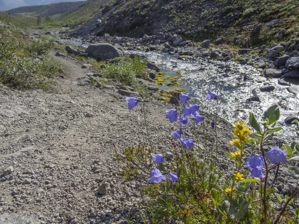 Fleurs dans les montagnes — Photo