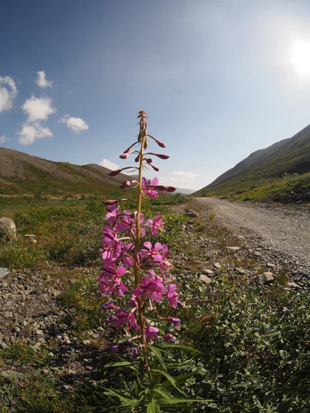 Flor de lareira nas montanhas — Fotografia de Stock