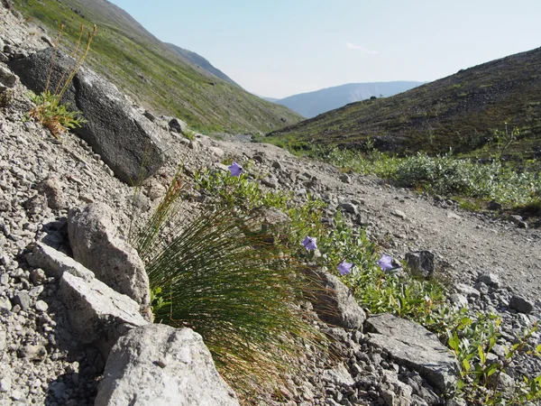 Campana fiori montagne — Foto Stock