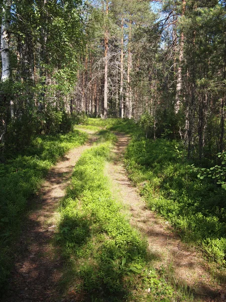 Strada forestale — Foto Stock