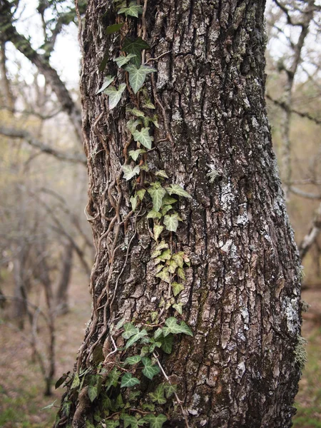 Tronco del árbol —  Fotos de Stock