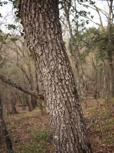 Tronc de l'arbre — Photo