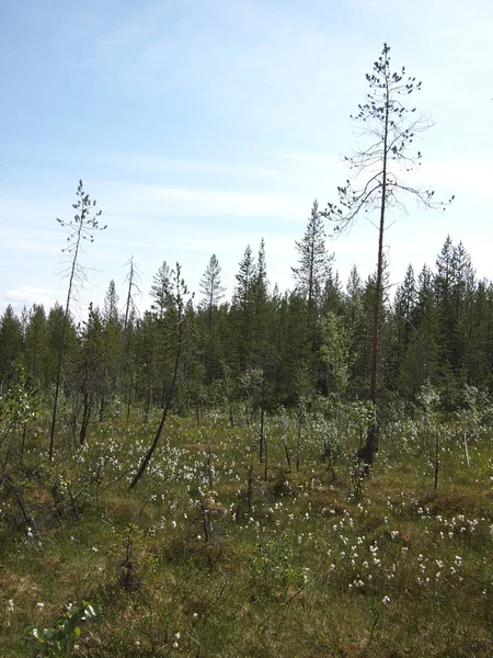 Wald — Stockfoto