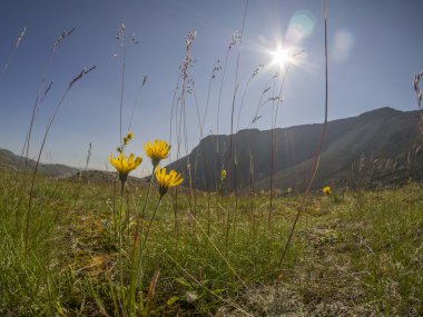 Dağlarda çiçekler