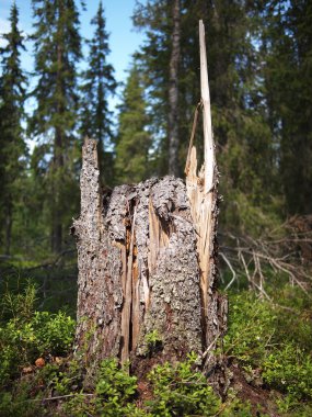 çam ormanı içinde eski ağaç kütüğü