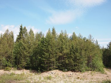 Orman