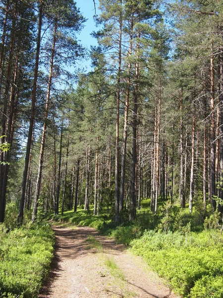Strada forestale — Foto Stock