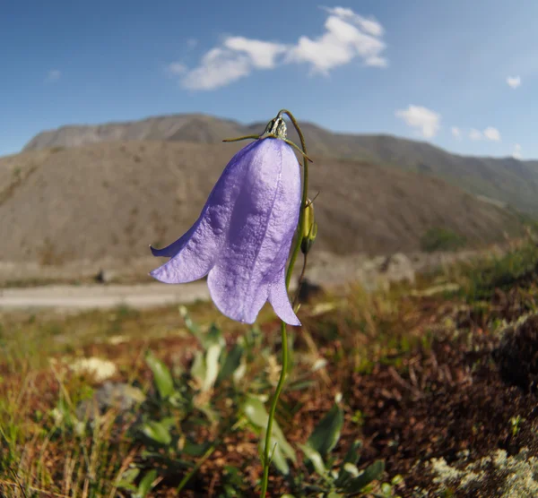 Bell bloemen bergen — Stockfoto
