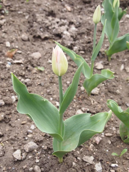 Bellissimi fiori — Foto Stock