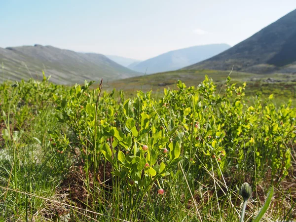 Växter i bergen — Stockfoto