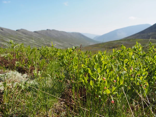 Plantes dans les montagnes — Photo