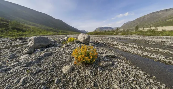 Flores nas montanhas — Fotografia de Stock