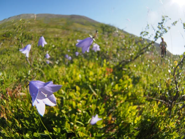 Bell fleurs montagnes — Photo