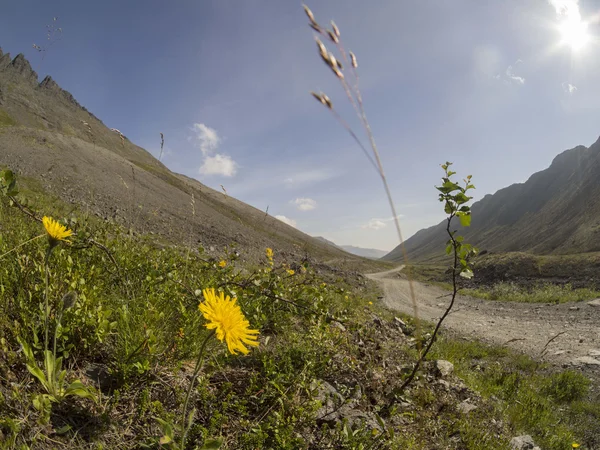 Fleurs dans les montagnes — Photo