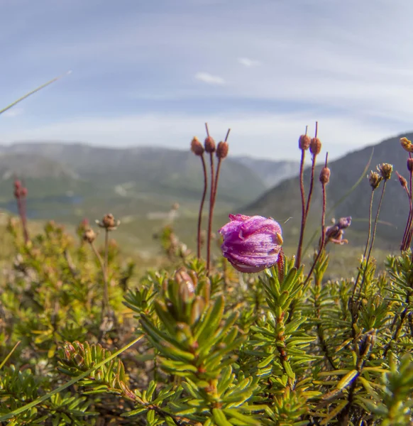 Fleurs dans les montagnes — Photo