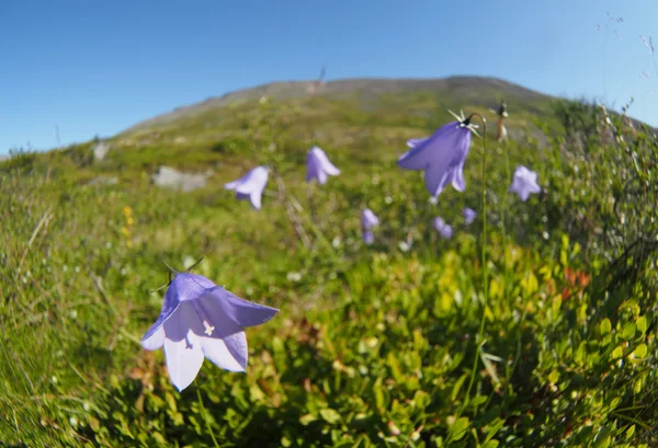 Bell fleurs montagnes — Photo
