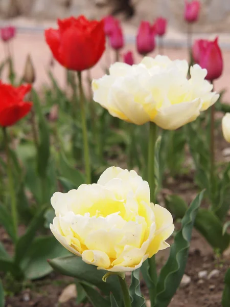 Schöne Blumen — Stockfoto