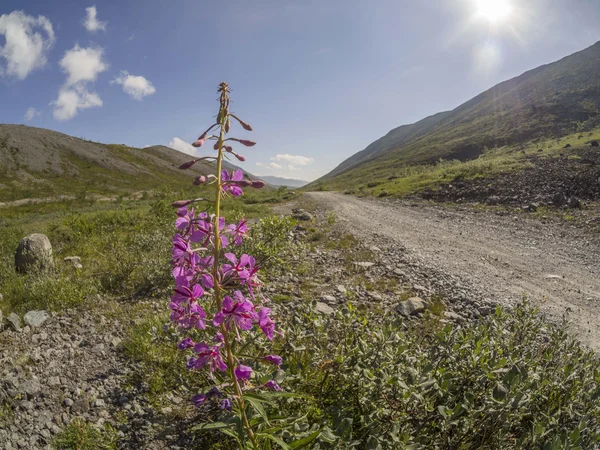 Fleurs dans les montagnes — Photo