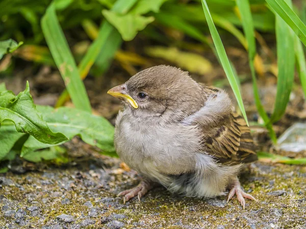 Nestling sparrow — Stock Photo, Image