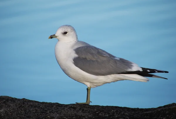 Schwarzkopfmöwe (Larus ridibundus)) — Stockfoto