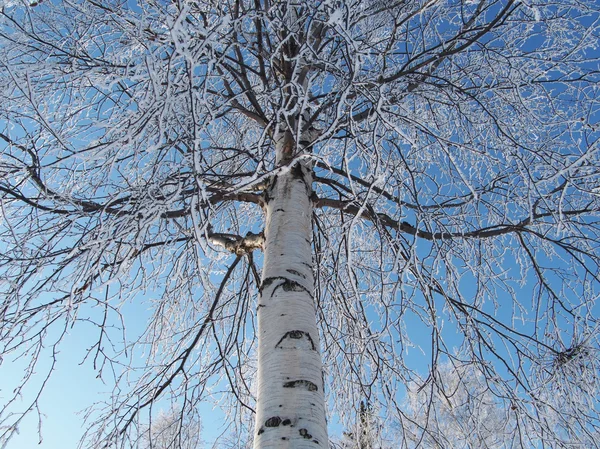 雪の中の白樺の枝 — ストック写真