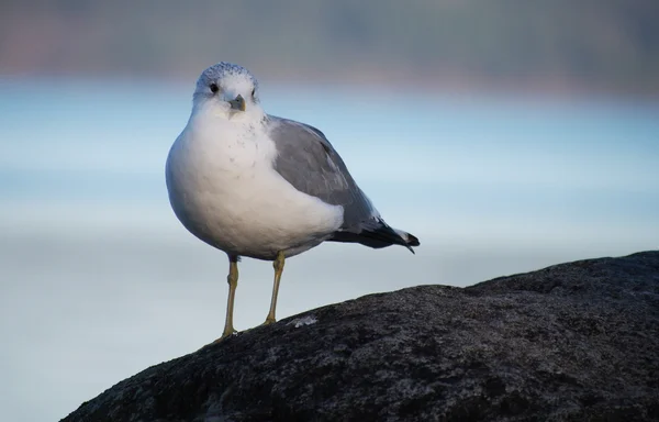 Черноголовая чайка (Larus ridibundus) — стоковое фото