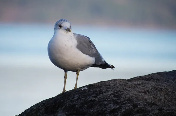 Gaivota de cabeça preta (Larus ridibundus) — Fotografia de Stock