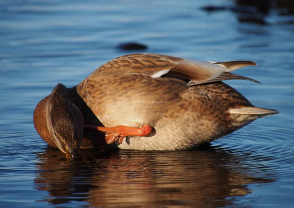 Duck on the lake — Stock Photo, Image