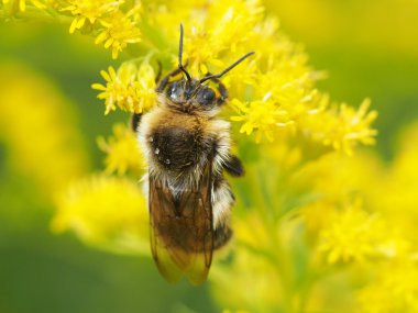 Sarı bir çiçekte yaban arısı
