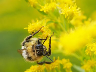 Sarı bir çiçekte yaban arısı