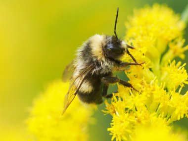 Sarı bir çiçekte yaban arısı