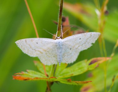 bitki üzerinde Kelebek