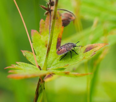 Orman hatanın bir çiçek üzerinde