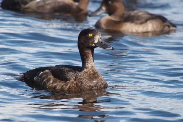 Kuifeend op het meer — Stockfoto