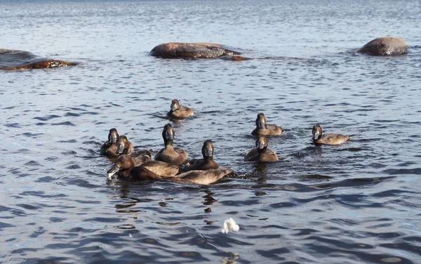 Tufted duck on the lake — Stock Photo, Image