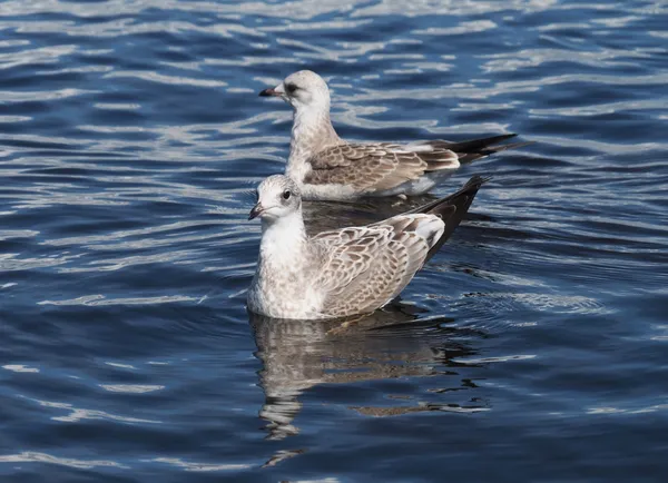 Meeuw op het meer — Stockfoto