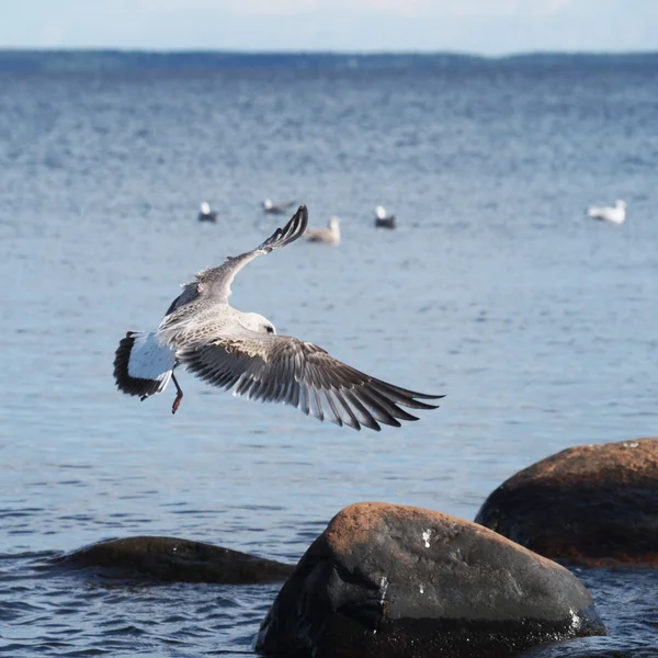 Seagull on the lake — Stock Photo, Image