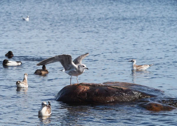 Möwe auf dem See — Stockfoto