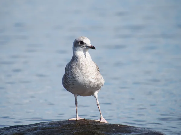 Mouette sur le lac — Photo