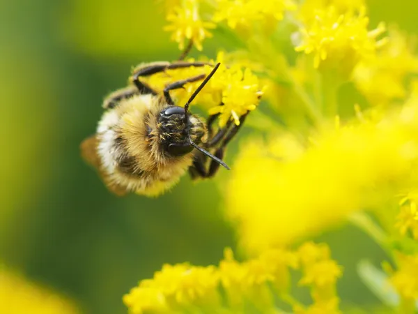 黄花上的大黄蜂 — 图库照片