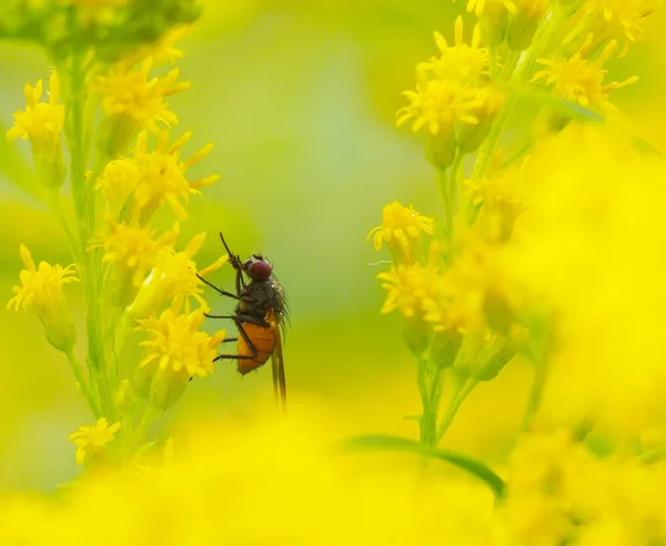 Voler sur une fleur jaune — Photo