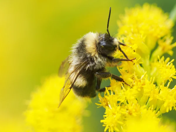 Sarı bir çiçekte yaban arısı