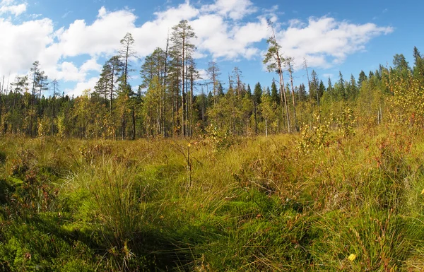 Foresta — Foto Stock