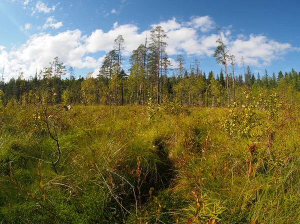 Forest — Stock Photo, Image