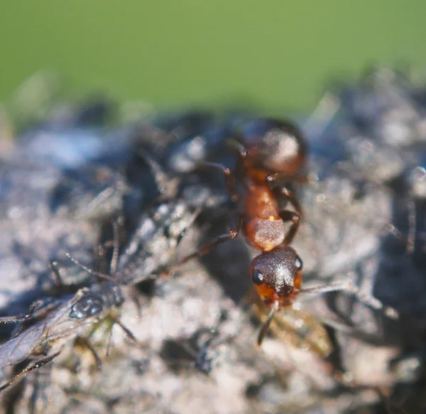 Hormigas — Foto de Stock